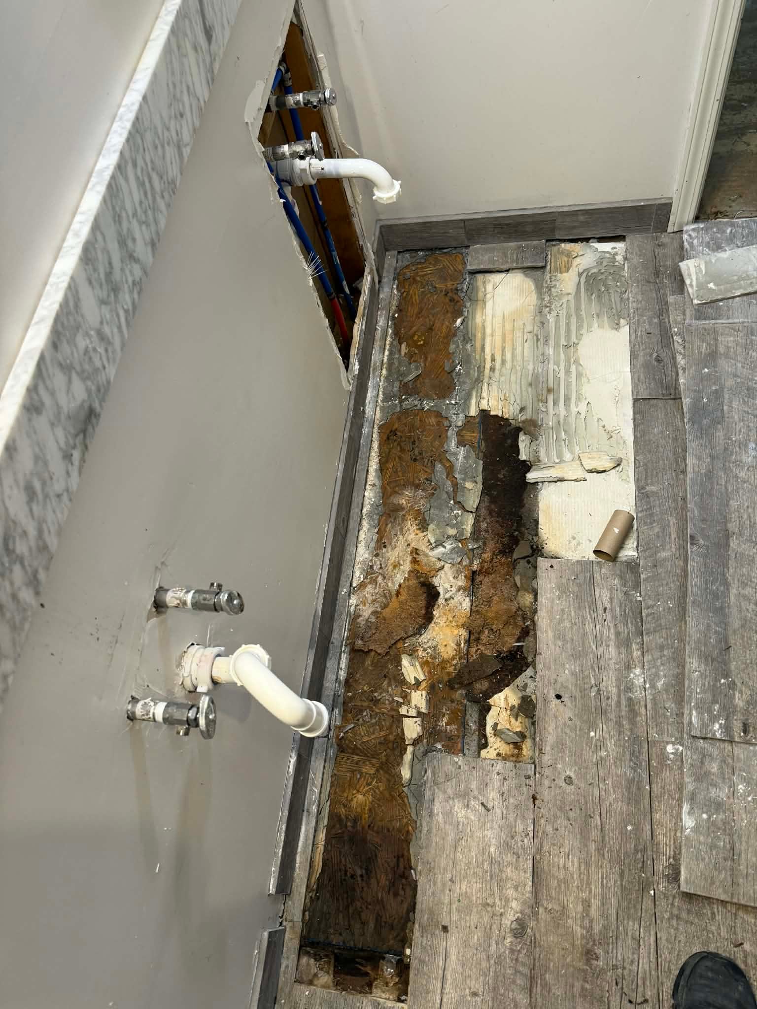 Featured image for Mold Removal